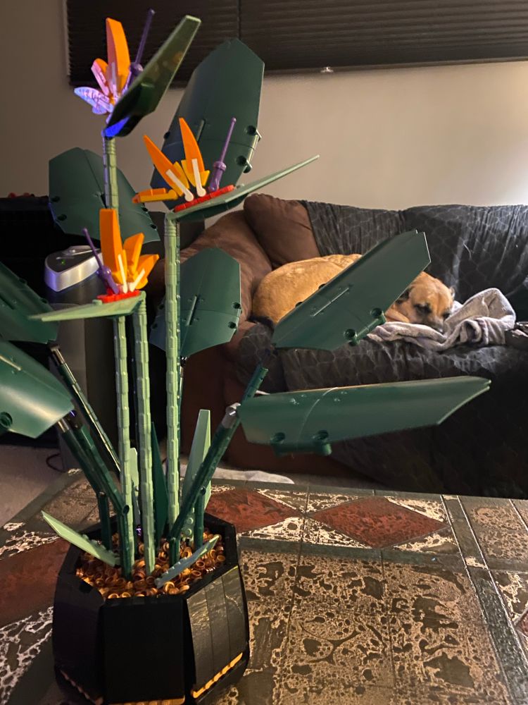 Lego bird of paradise in the foreground and a cute dog sleeping on the couch in the background.  