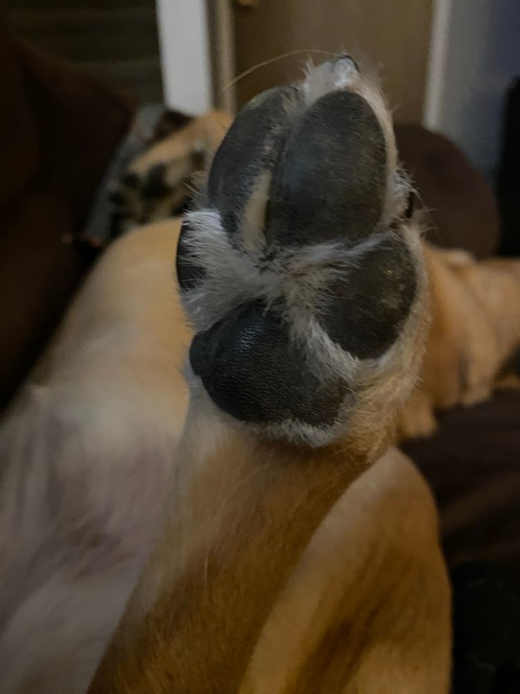 Close up of dog back foot beans. 