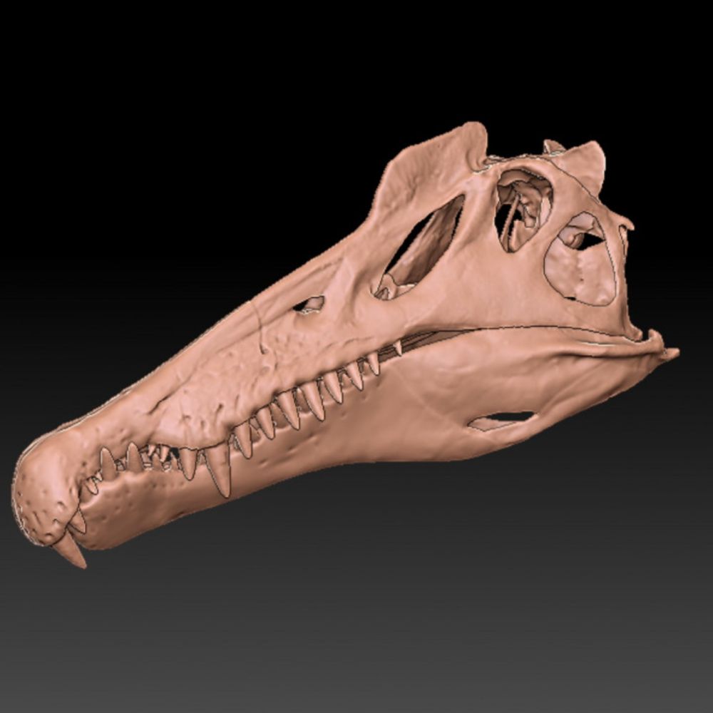     3D Printable Spinosaurus skull
            by Yue Gao
    