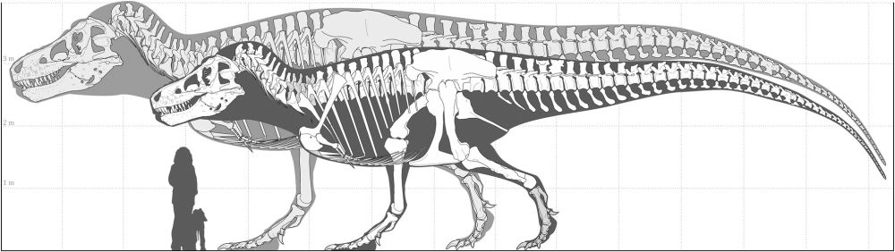 Estimation of maximum body size in fossil species: A case study using Tyrannosaurus rex