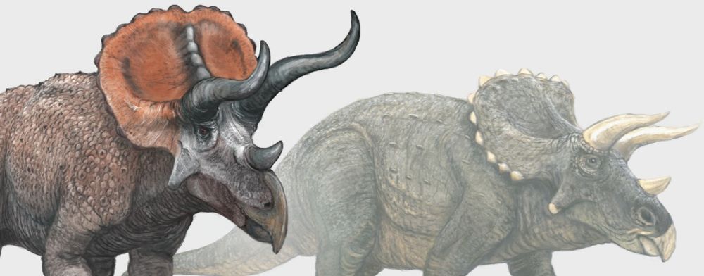 Old vs. new Triceratops. The modern take, left, features enormous horns and vivid facial colouring, as seen in some animals that engage in facial combat in modern times. The old take is slightly faded, and shows a Jurassic Park-style elephantine reconstruction with short, bone-coloured horns and much wobbly anatomy.