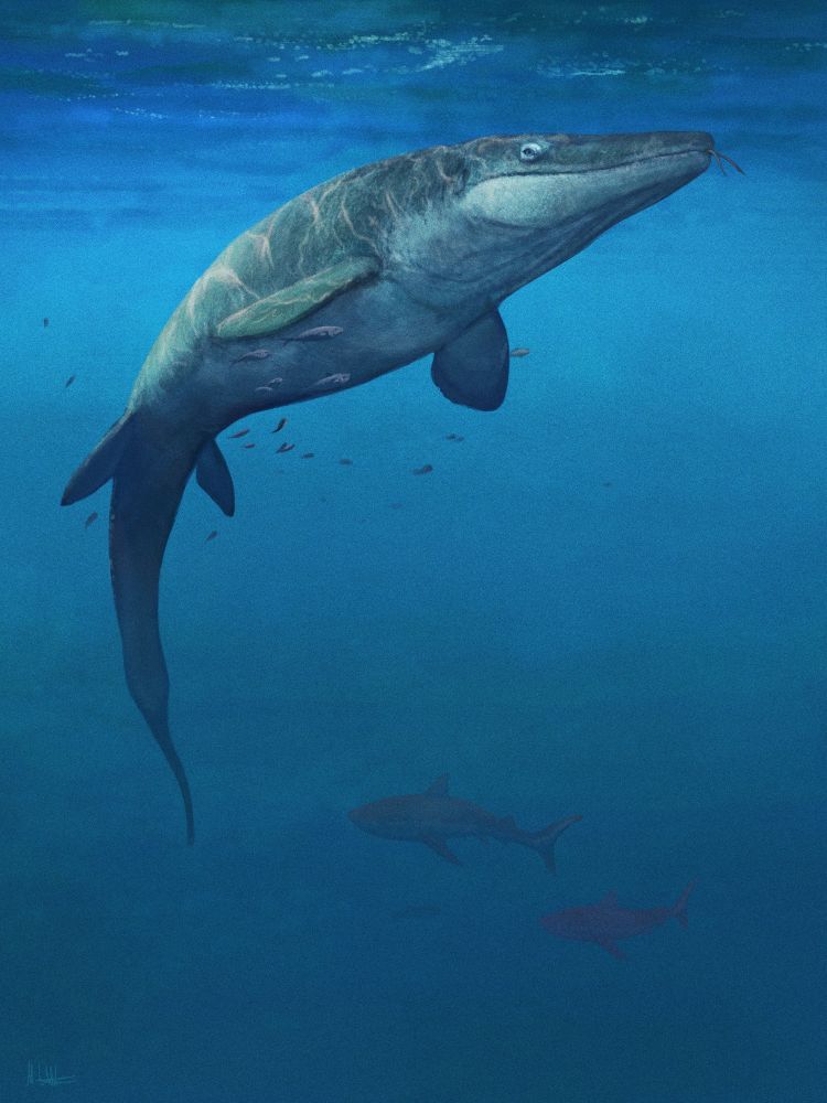 The super-famous mosasaur Tylosaurus hangs in the water with tiny fish and not-so-tiny sharks swimming around it. Sometimes mosasaurs just hung out, thinking mosasaury thoughts. They may have looked like this when doing so.