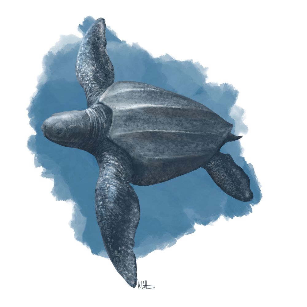 The fossil leatherback Eosphargis, shown with a primarily dark body.