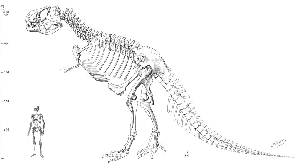 A skeletal reconstruction of a bipedal carnivorous dinosaur next to a human skeleton. A metre scale bar runs up the left side of the image.