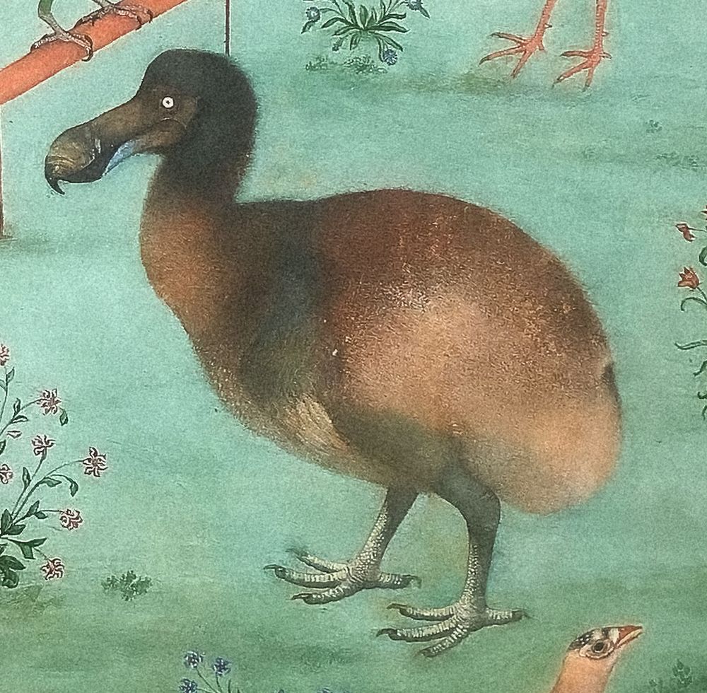 Detail of a large painting of birds by Ustad Mansur, showing a dodo with brown-yellow colours. It is suspected that this image may have faded somewhat over time, with the yellows of the feet and wings especially degraded. Note the intense, colourless iris.