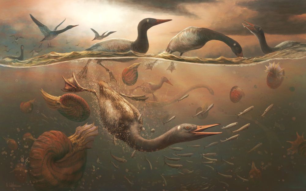 A flock of black and white diving birds float on and dive into Cretaceous seas. They are foraging for small ichthyodectiform fish that have already attracted attention from slightly frightening red Pachydiscus ammonites, which the birds send reeling as they swim around them. Further out are the silhouettes of approaching elasmosaurs. Against the sunset sky above, more birds fly in from the upper left, while floating birds variably consume fish, take it easy, or stare at us, breaking the fourth wall. They seem to ask "is anyone even looking at this part of the image, or did they just look at the centre for two seconds and move on?"