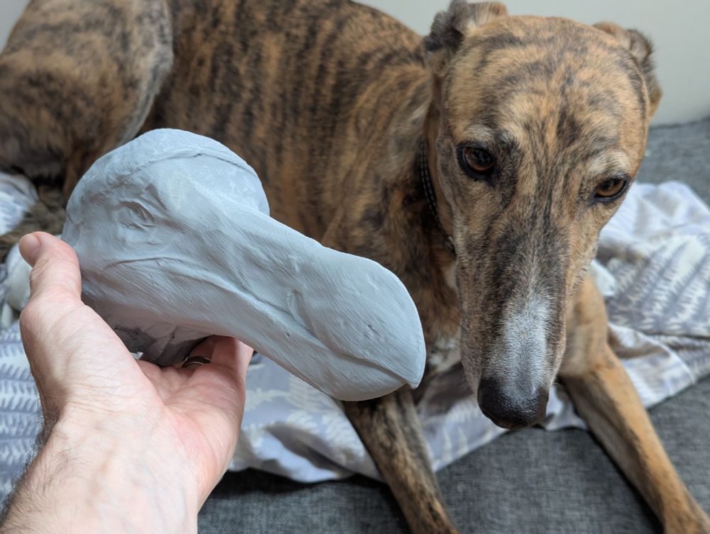A grey 3D printed head of a dodo held up to a confused greyhound for scale. Dodos were pretty big!