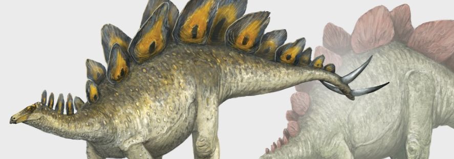 Old vs. new takes on Stegosaurus. The modern version is on the left, with more defined anatomy, countershaded skin and variable plate structure. The old version, right, is slightly faded, and has the same green and red colour scheme that most stegosaurs had several decades ago.