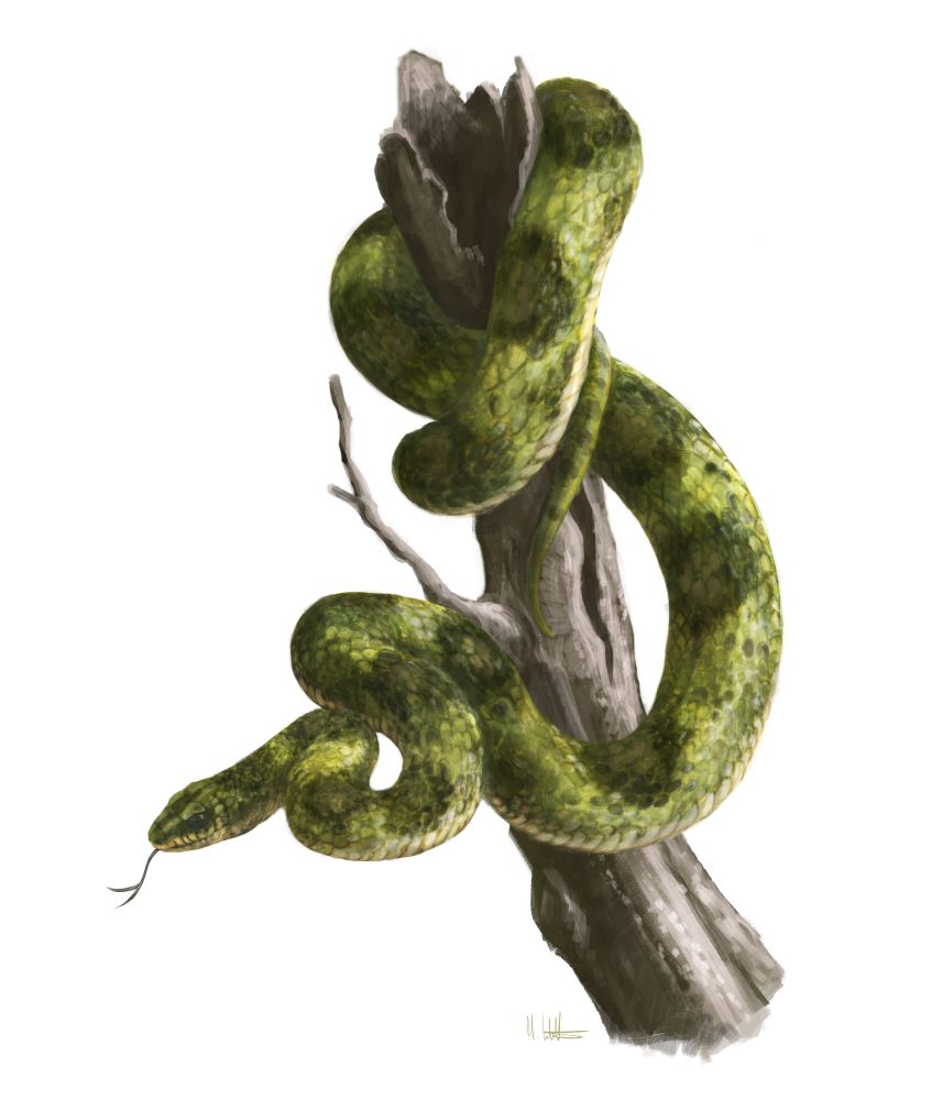 A green, blackish and yellow colubrid snake coiled around a dead branch.