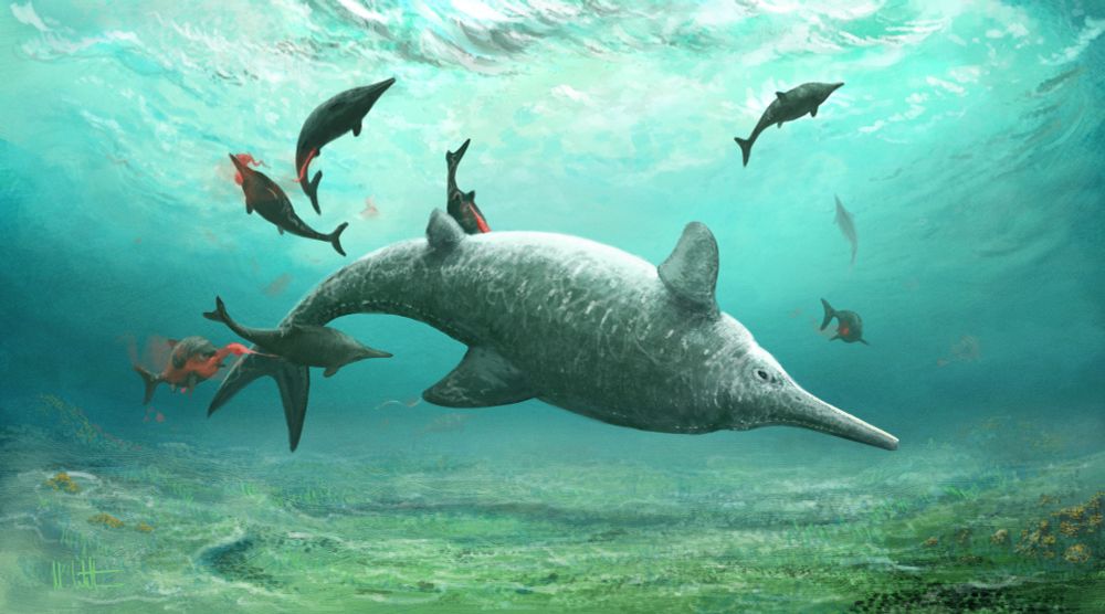 A Stenopterygius mother expels a swarm of babies in a shallow lagoon. The offspring eat one another's yolk sacs because... kids, amirite?