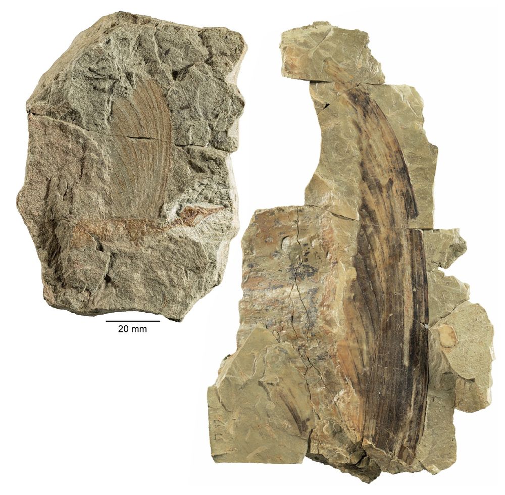 Fossils of the peculiarly crested, lizard-like Mirasaura. Left, the holotype with a partial skeleton (skull faces to the right) with a partially preserved series of skin appendages; right, a more complete, substantially larger series of appendages disassociated from its skeleton. 