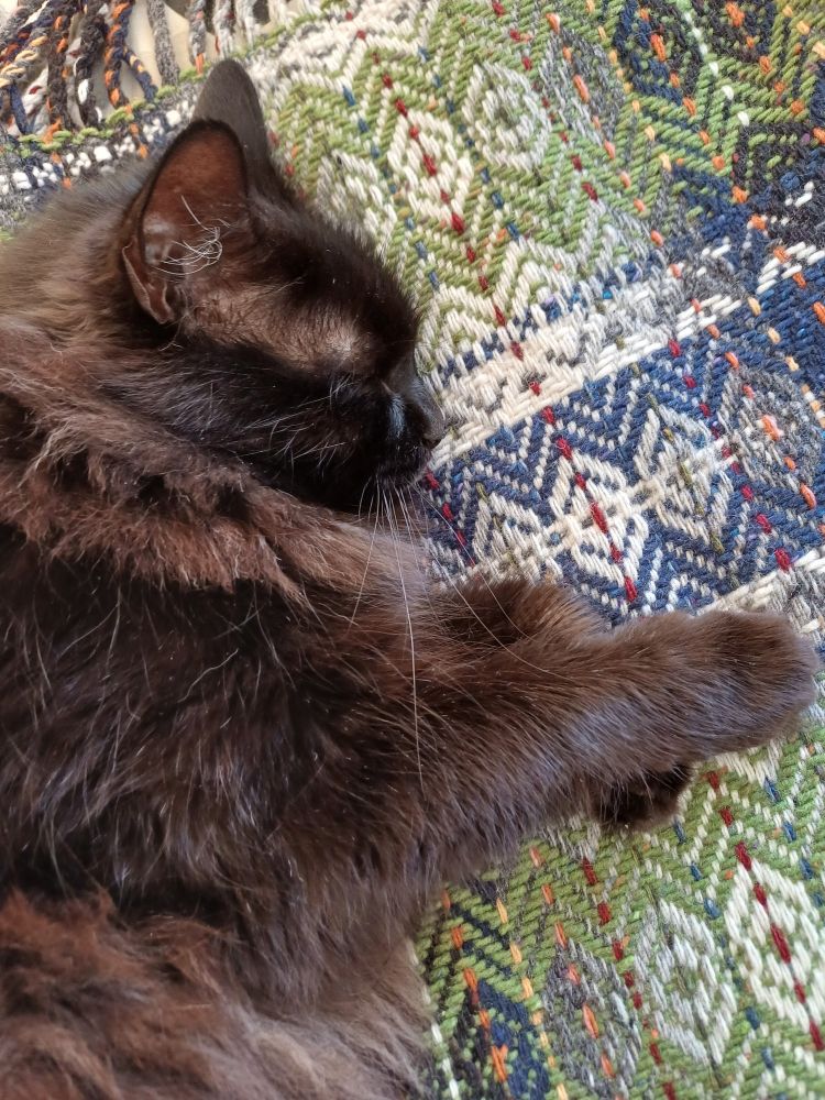 A black cat sleeping on a blanket