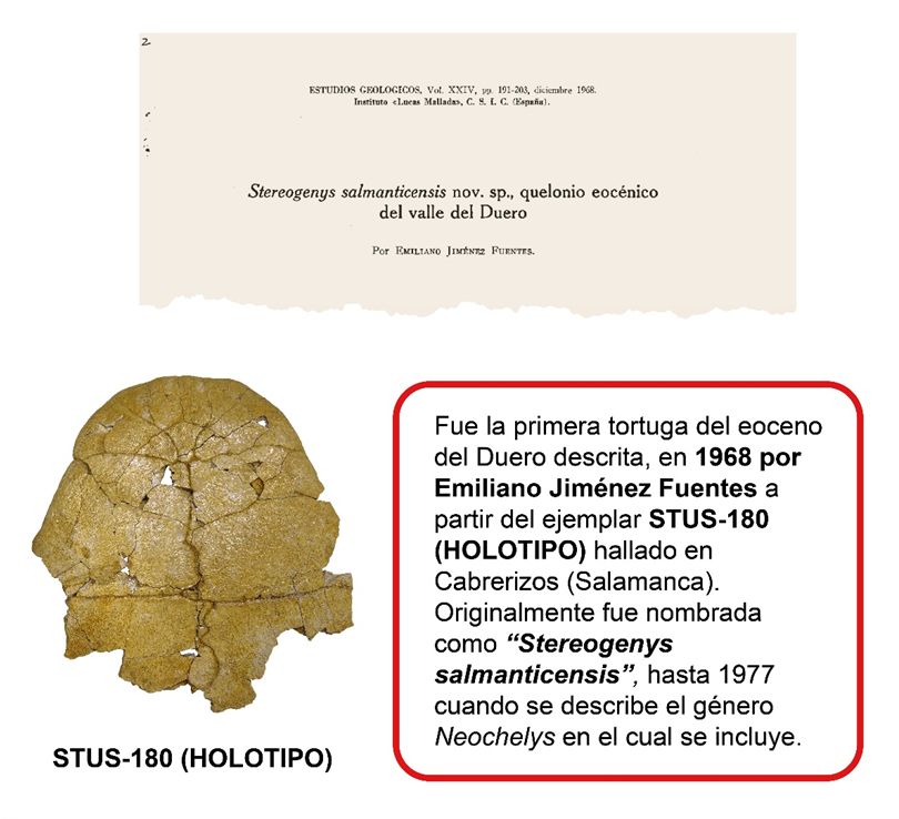 La Sala debe su nombre a este grupo debido la importancia histórica, siendo este taxón el primero en ser estudiado científicamente en Salamanca por Emiliano Jiménez Fuentes, fundador de la colección de la Sala de las Tortugas. 
Además, las tortugas fueron un grupo importante durante el Eoceno siendo muy abundantes y diversas pudiéndose describir hasta 4 grupos distintos de estos animales.
Podemos encontrar una gran variedad de grupos como las Neochelys, tortugas terrestres como la Pelorochelon, totalmente acuáticas como las Allaeochelys y de “caparazón blando” como las Trionyx
