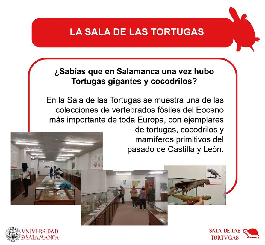 Los fósiles estudiados se alojan en la Sala de las Tortugas, una colección paleontológica histórica alojada en la Facultad de Ciencias de la Universidad de Salamanca, compuesta por vertebrados fósiles, en su mayoría procedentes de yacimientos eocenos de la cuenca del Duero (Castilla y León, España). Actualmente gestiona unos 25.000 fósiles, entre los que hay una mayor representación de tortugas. El grueso de esta colección está conformado por tres grupos importantes, las tortugas, los cocodrilos y los mamíferos del Eoceno Medio de las provincias de Salamanca, Zamora y Soria.