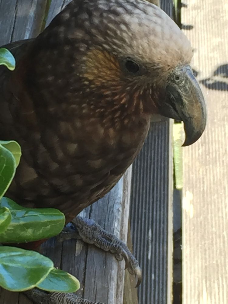Overly friendly Kaka on Kapiti Island