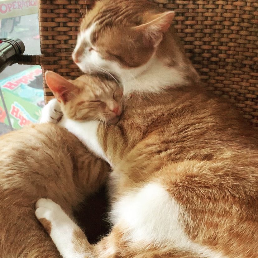 A big orange and white tabby cat snuggles a little all orange tabby cat in a wicker chair. The big cat has his arms around the neck of the little kitten who nestles against his neck and they both have their eyes closed. 