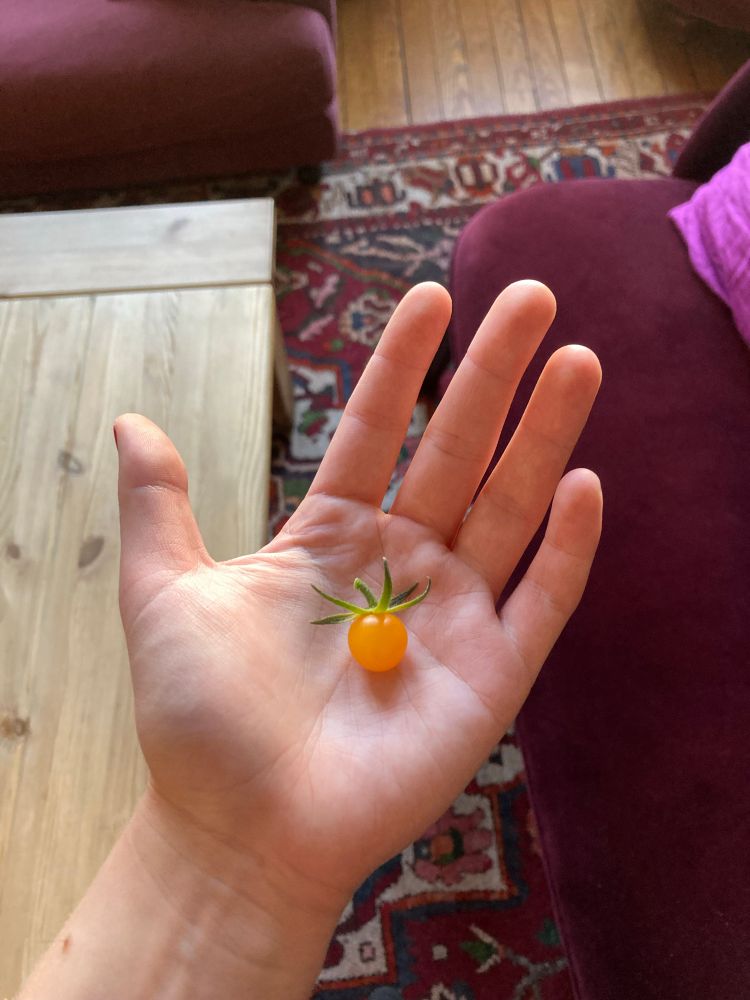 mini tomate où la queue est presque plus grosse que le fruit - c'est amusant car elle est encore plus petite au creux de la paume d'une main 