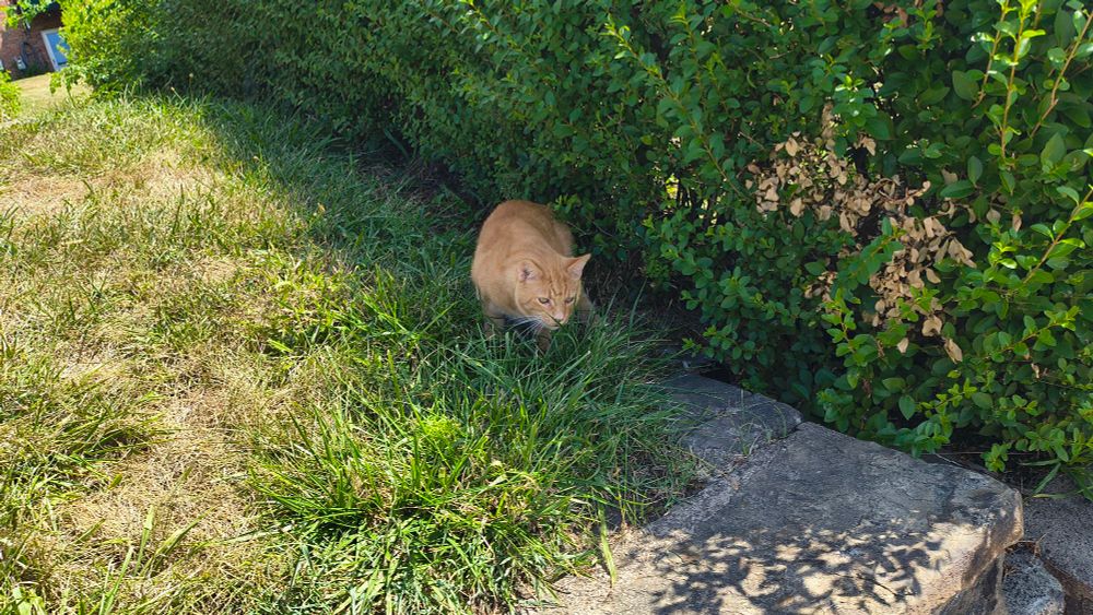 orange cat chillin by a hedge