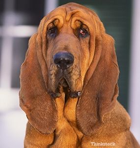 a bloodhound with his droopy face looking a lot like the hood on crowleys robes