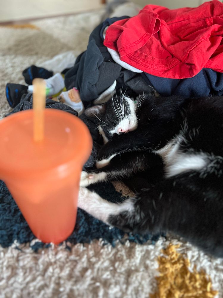 Tuxedo cat sleeping in laundry. An orange cup of ice water with a straw is out of focus in the left foreground.
