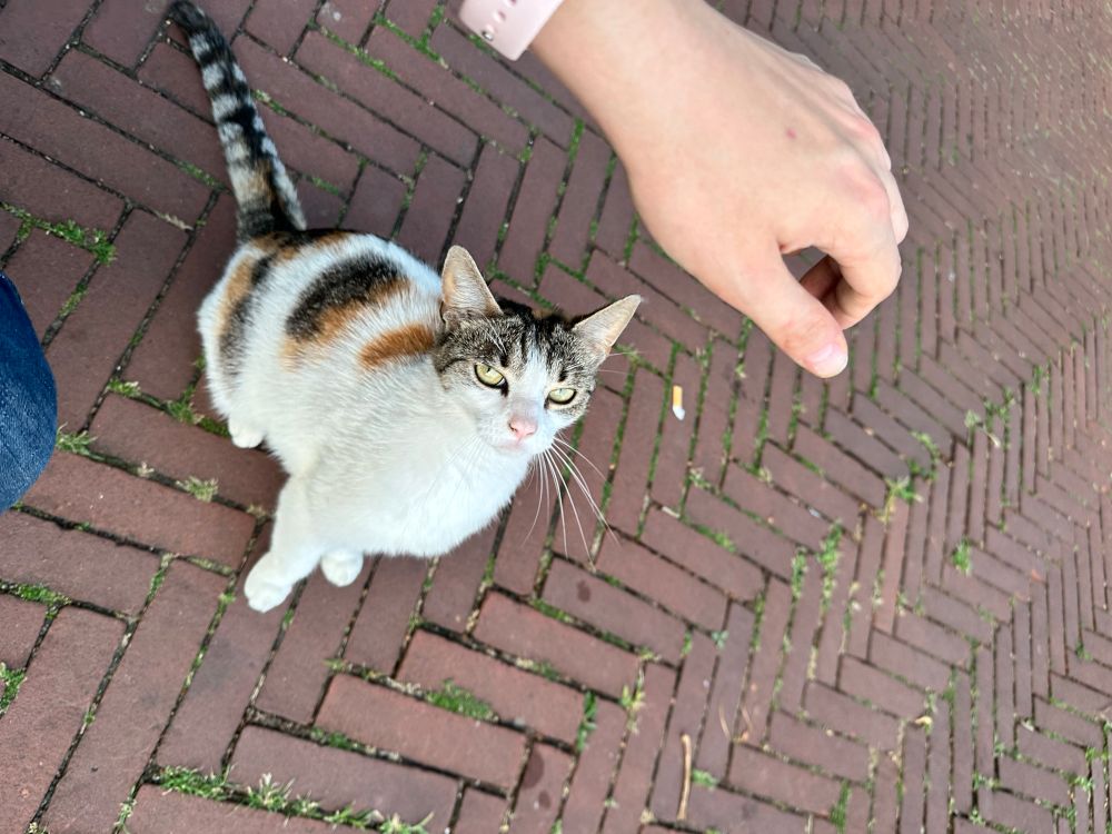 A tabby calico mix cat looking at me with quite a curious expression