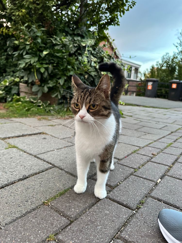 A tabby cat standing with confidence on the sidewalk