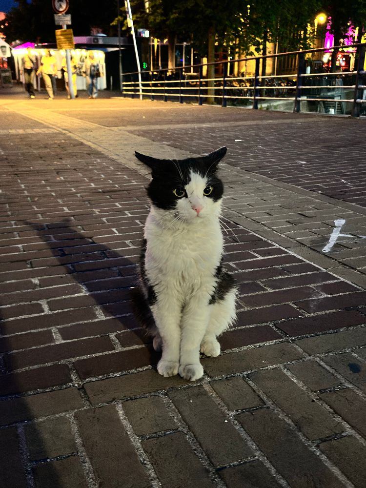 A older tuxedo cat sitting on the sidewalk