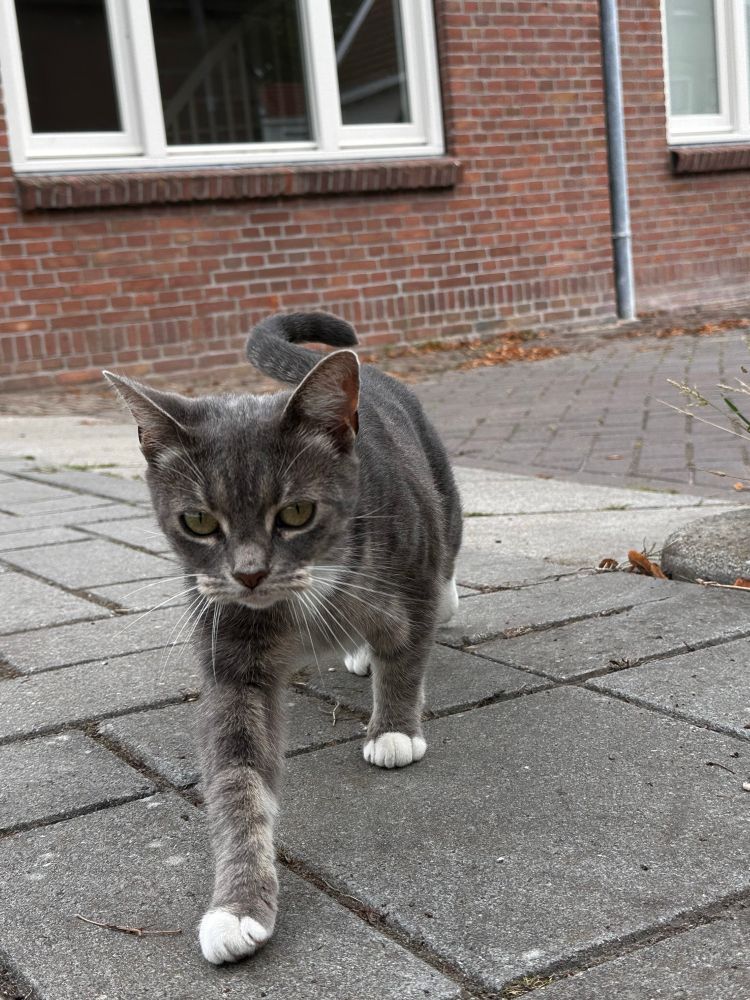 A grey tabby cat walking by on the sidewalk