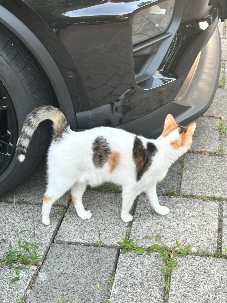 A calico cat with a heart shape on its shoulder, pressing against the bumper of a grey sport car