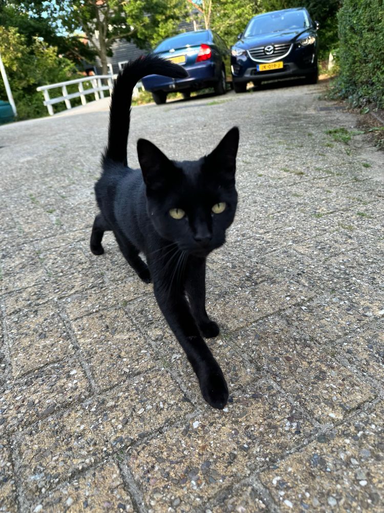 A black cat walking towards the camera