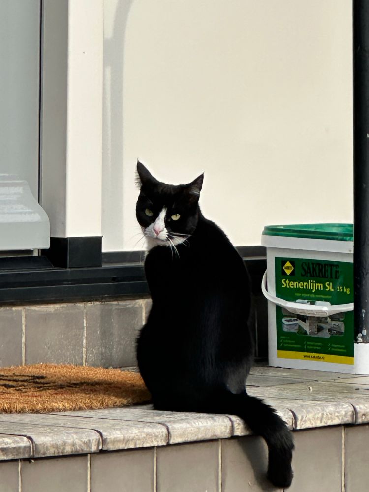 A tuxedo cat standing, waiting, at a front door