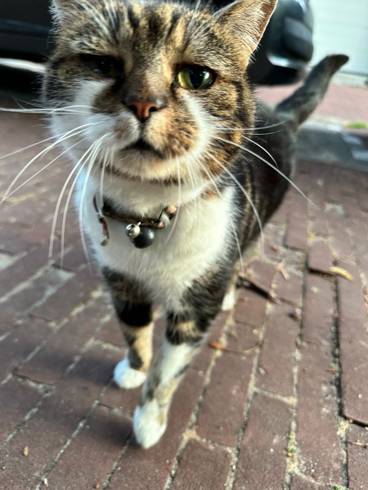 An elderly tabby cat looking closely at the camera