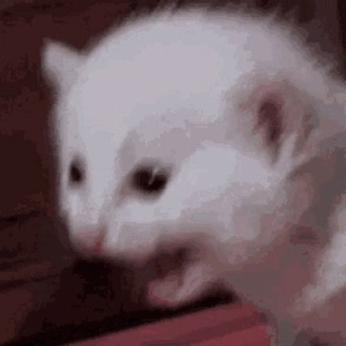Small white kitten screaming infinitely into the void