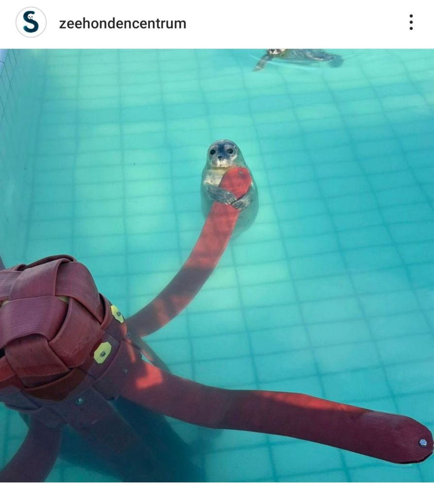Seal holding onto a big red dummy octopus tentacle 