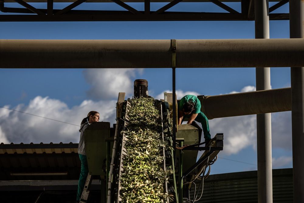 Crise do azeite de oliva diminui com o aumento da colheita do maior produtor mundial