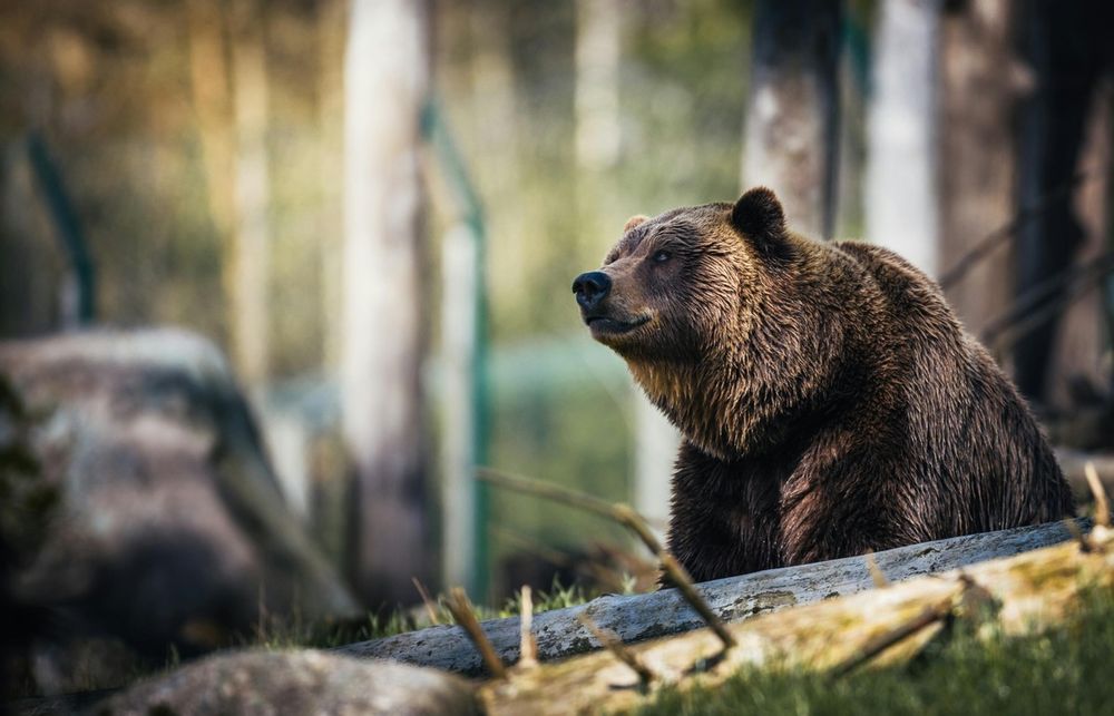 Dez pessoas contraem parasita raro nos EUA ao comerem churrasco de carne de urso