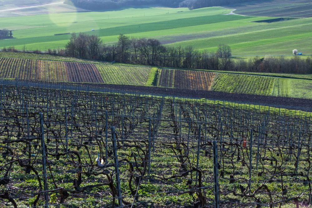 França vai destruir 30 mil hectares de vinhedos diante da queda na demanda global de vinho