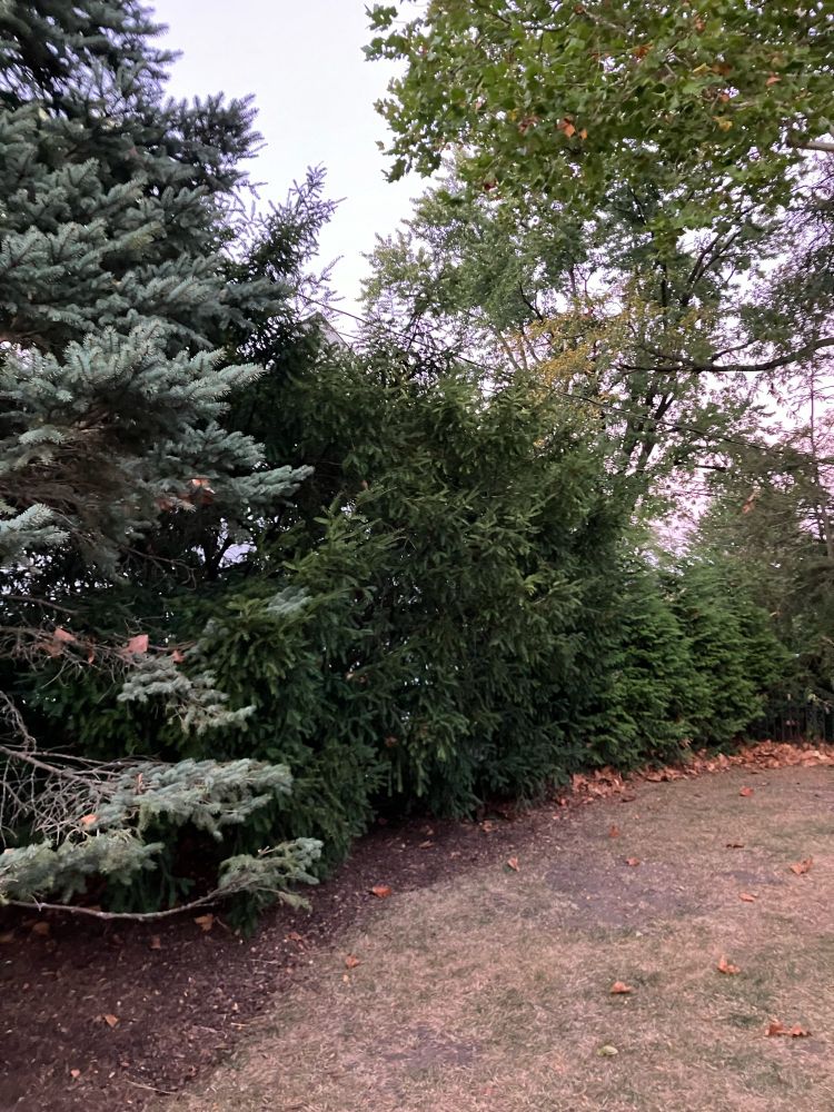 My chocolate lab mix Oscar is somewhere in the photo of a friend’s backyard