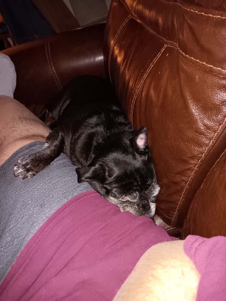 Pearl, an elderly black pug, is squished between my leg and the sofa.