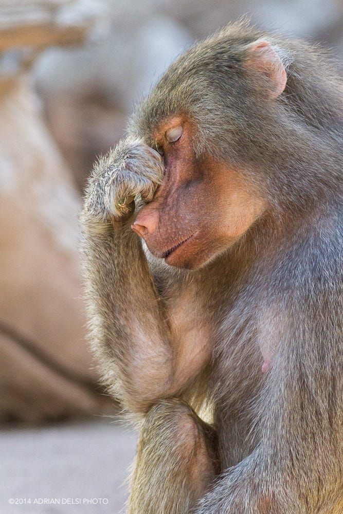 a baboon that is clutching it's snout in a way that makes it look like an exasperated human