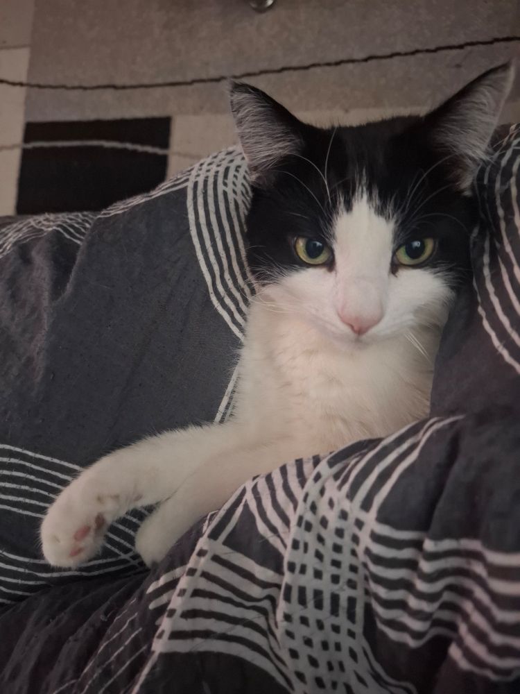 Schwarz-weiße Katze, die in eine Decke eingekuschelt da liegt