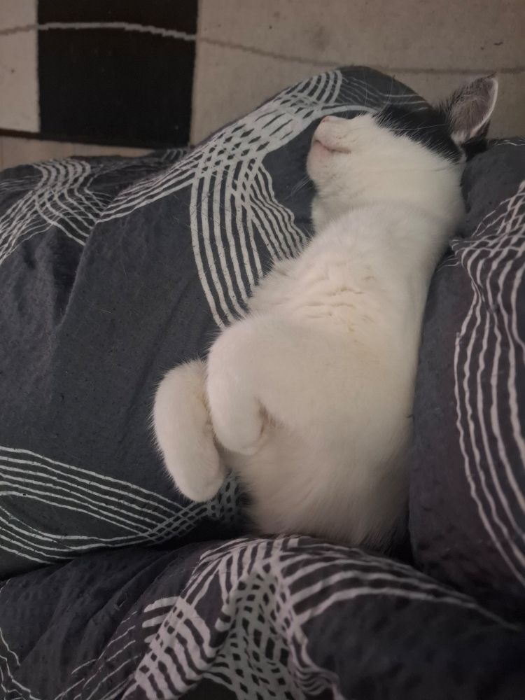 Schwarz-weiße Katze, die auf dem Rücken liegt und ihre Vorderbeine eingeklappt hat 