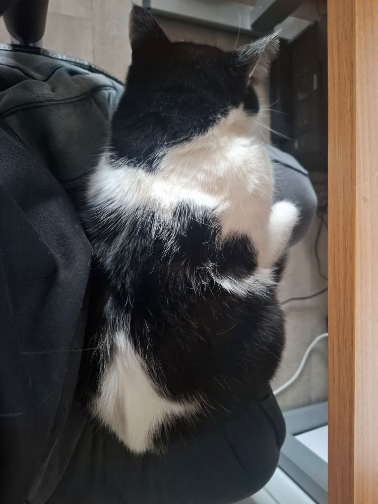 Schwarz-weiße Katze liegt auf meinem Schoß