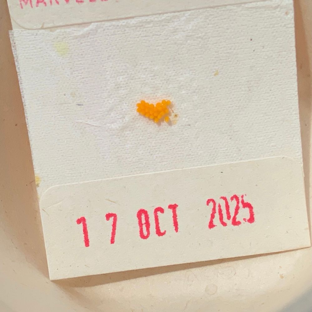 A photo of some ladybird eggs on a paper towel