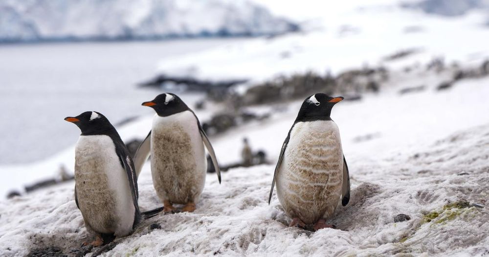 L'Antarctique semble soumis à une série de changements "abrupts" qui se renforcent mutuellement, aux conséquences potentiellement catastrophiques pour le monde entier, alerte  une équipe de recherche ...