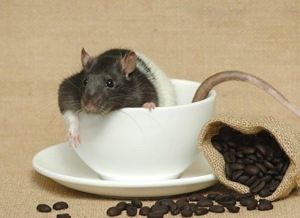 Rat in coffee mug