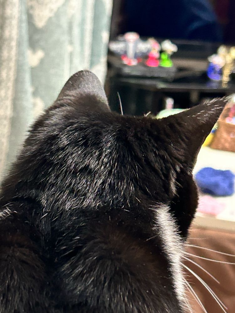 猫の後頭部かわいい