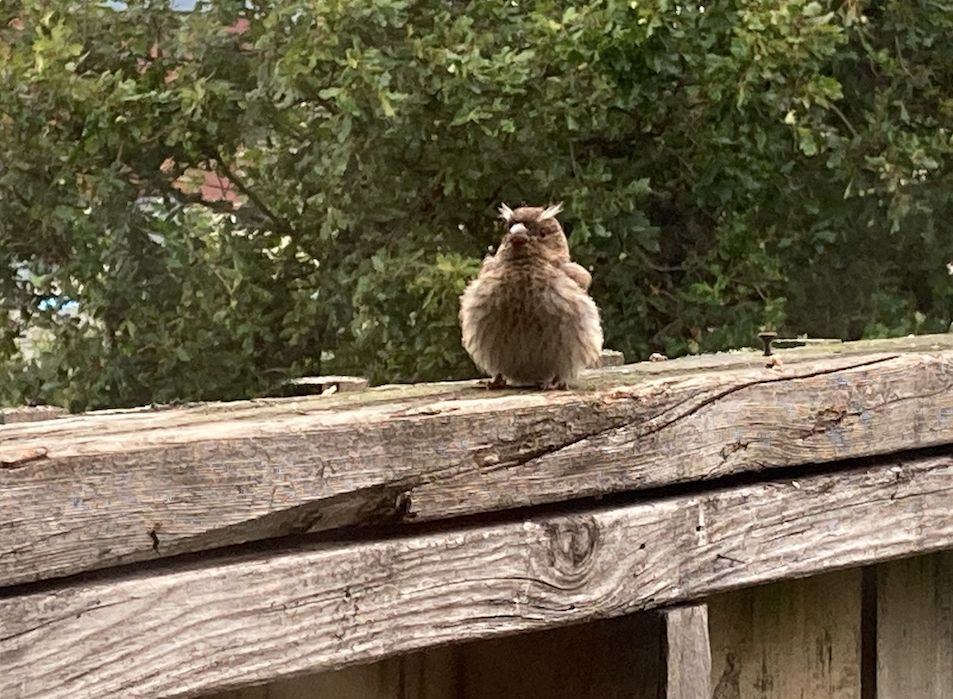 Photo of a roundish, brownish bird sitting on a wooden fence, fairly nondescript overall except it has very obvious white fluffy feathers above the eyes which give it a muppet-like hilarious character
