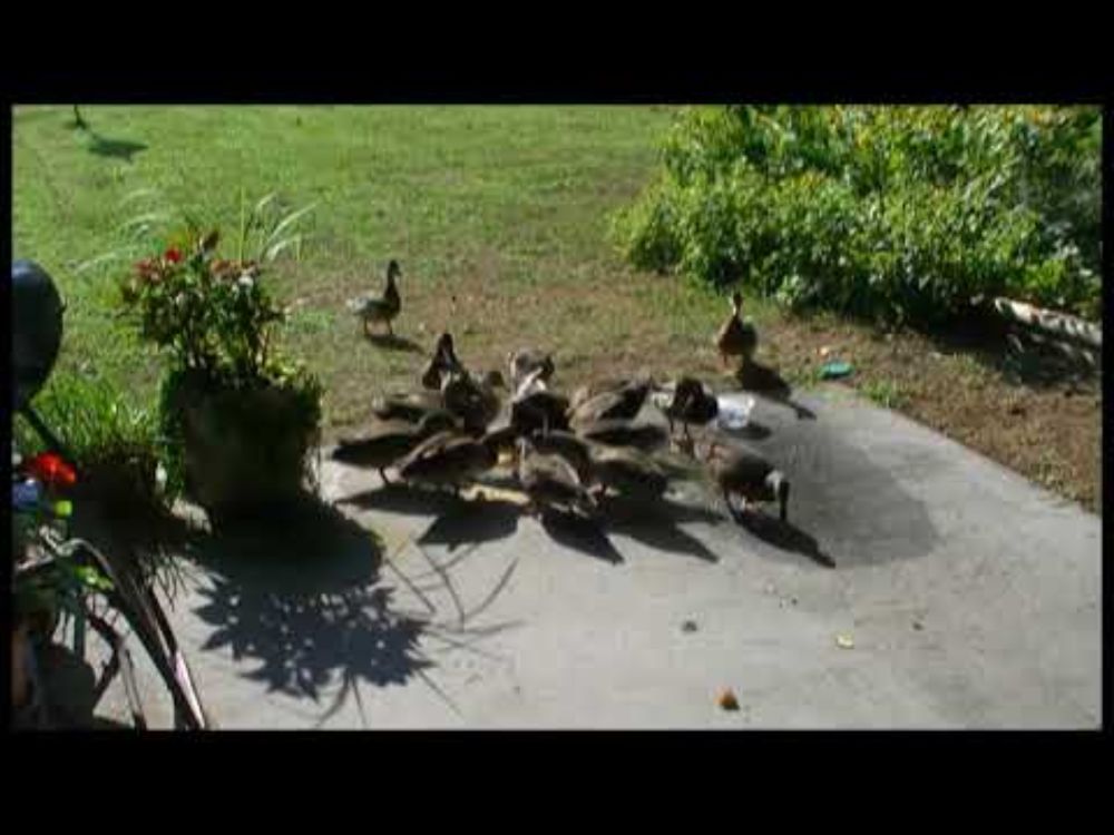 Duckies 2017