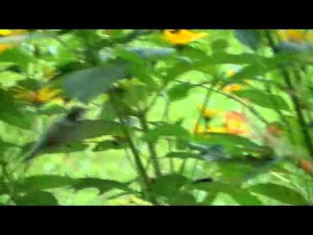 Hummingbirds 2012